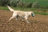 GOLDEN RETRIEVER 1077